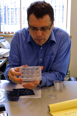 Daniel Irimia in his lab  Credit:  Robert Lee Hotz/The Wall Street Journal